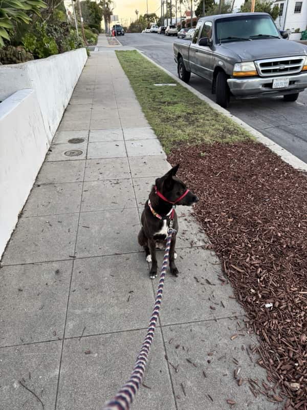 A picture of a black dog named Bowie sitting, taken on November 23 2025 at 6:34 am